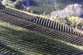 エリオ・グラッソ（イタリア・ピエモンテ）ご注文サイト／バローロの